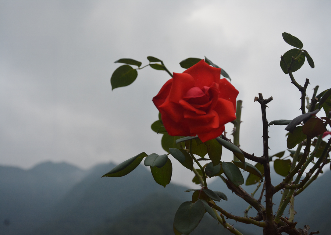 山中玫瑰